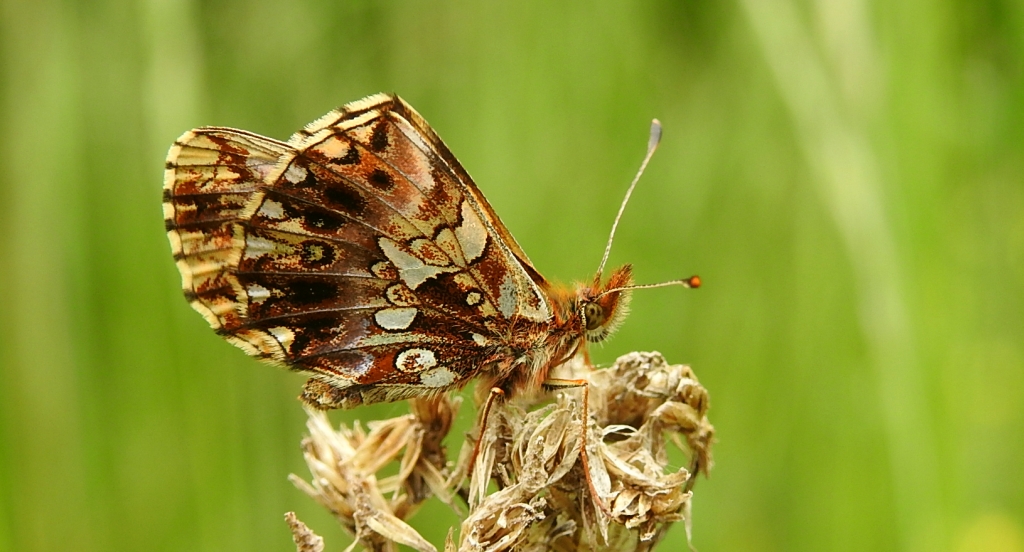 Dostojka dia (Boloria dia)
