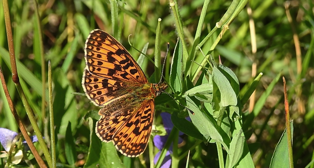 Dostojka selene (Boloria selene)