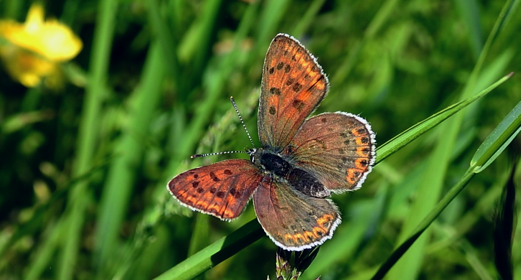 Czerwończyk uroczek (Lycaena tityrus)