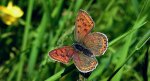 Czerwończyk uroczek (Lycaena tityrus)
