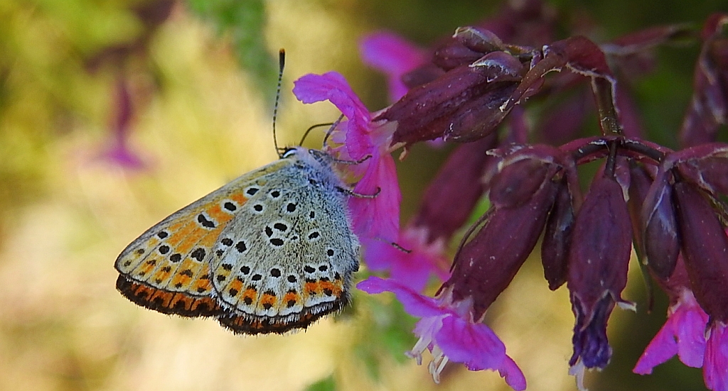 Czerwończyk uroczek (Lycaena tityrus)