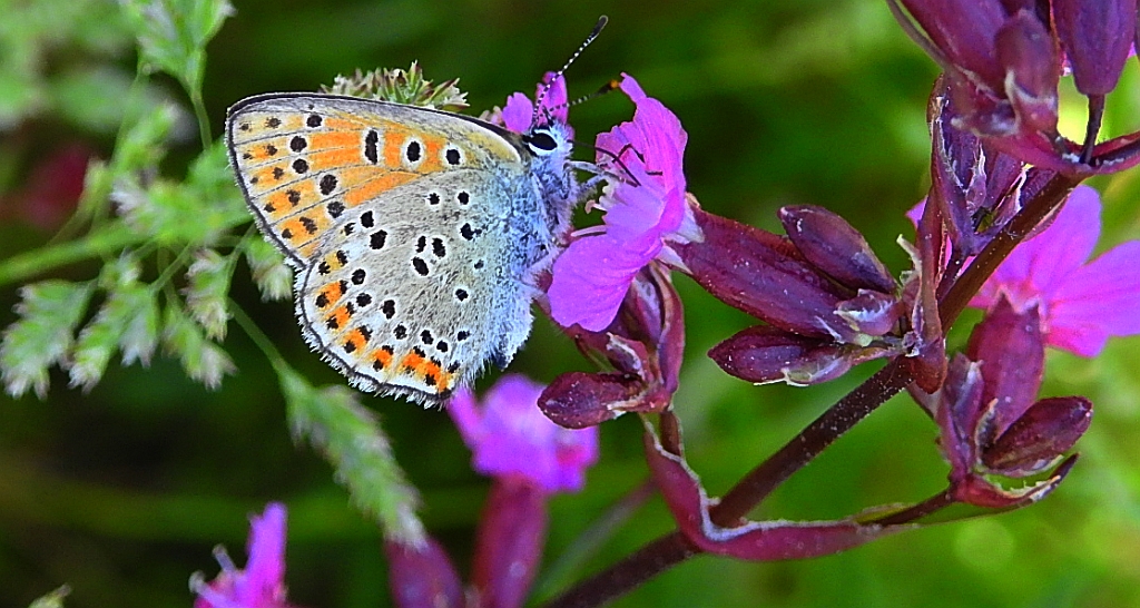 Czerwończyk uroczek (Lycaena tityrus)
