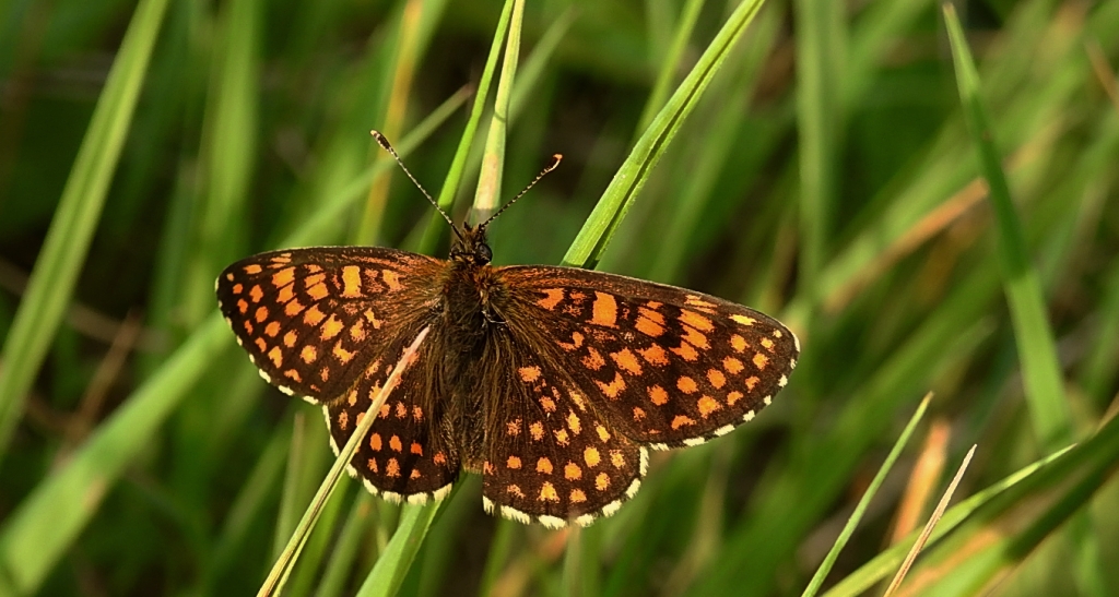 Przeplatka diamina (Melitaea diamina)