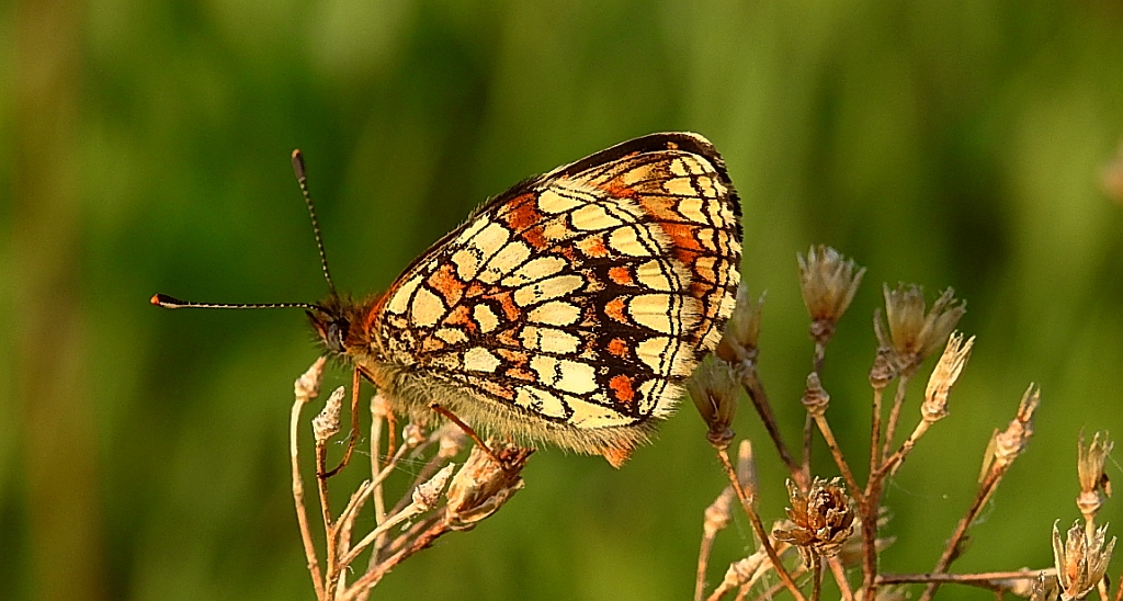 Przeplatka diamina (Melitaea diamina)
