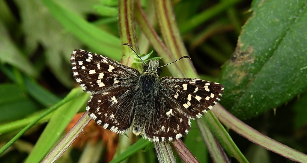 Powszelatek malwowiec (Pyrgus malvae)