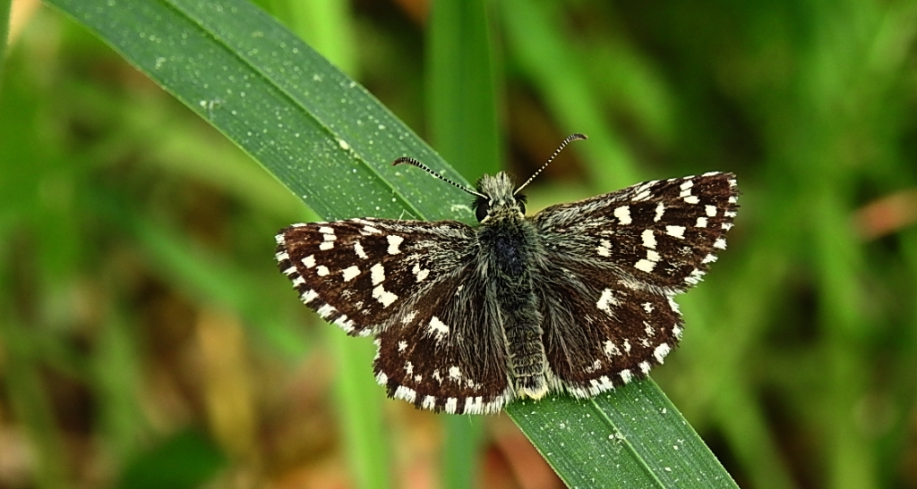 Powszelatek malwowiec (Pyrgus malvae)