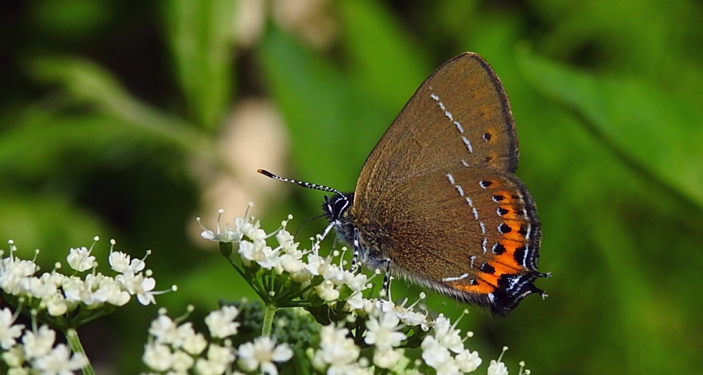 Ogończyk śliwowiec (Satyrium pruni)