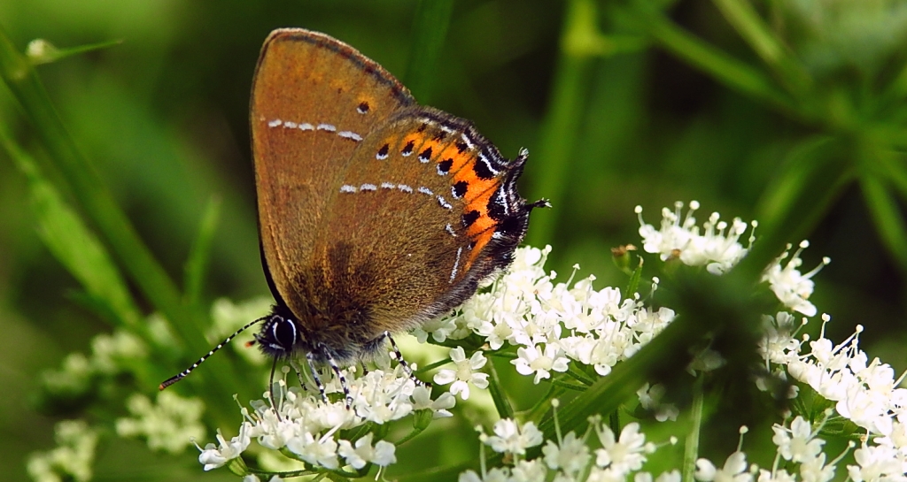 Ogończyk śliwowiec (Satyrium pruni)