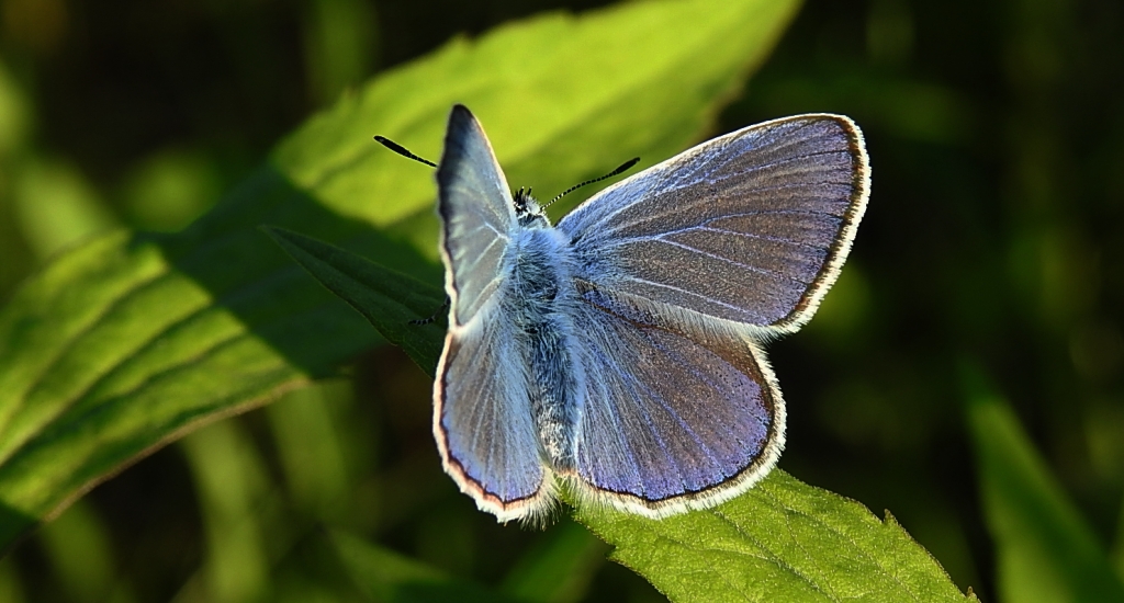 Modraszek ikar, mnogooczak ikar (Polyommatus icarus)