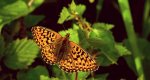 Dostojka eufrozyna (Boloria euphrosyne)