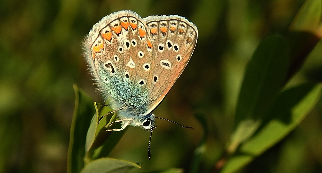 Modraszek ikar, mnogooczak ikar (Polyommatus icarus)