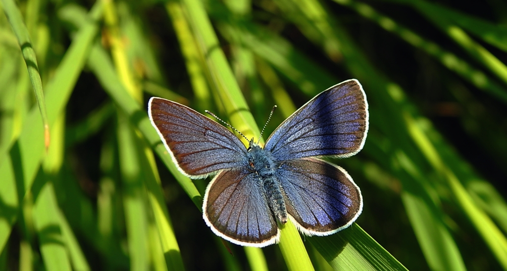 Modraszek semiargus (Polyommatus semiargus)