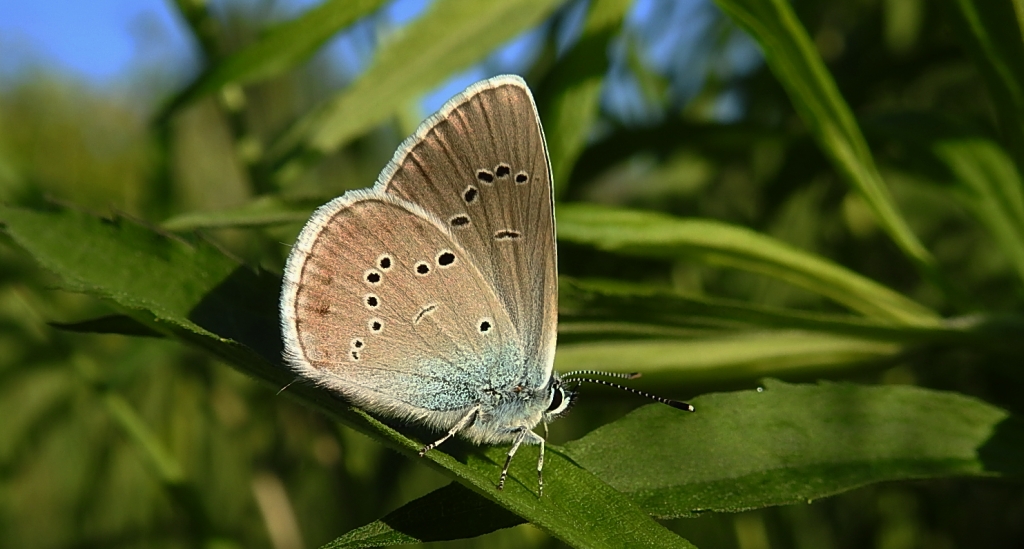 Modraszek semiargus (Polyommatus semiargus)