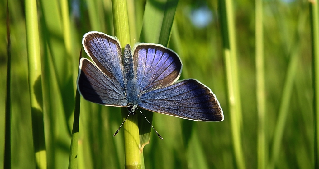 Modraszek semiargus (Polyommatus semiargus)