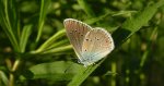 Modraszek semiargus (Polyommatus semiargus)