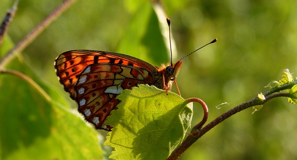 Dostojka eufrozyna (Boloria euphrosyne)