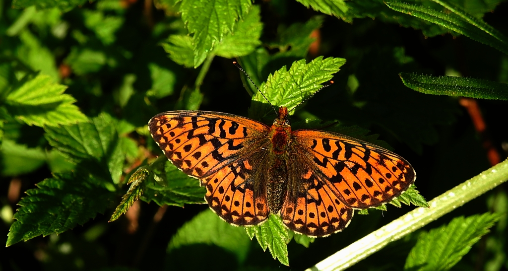 Dostojka eufrozyna (Boloria euphrosyne)