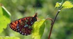Dostojka eufrozyna  (Boloria euphrosyne)