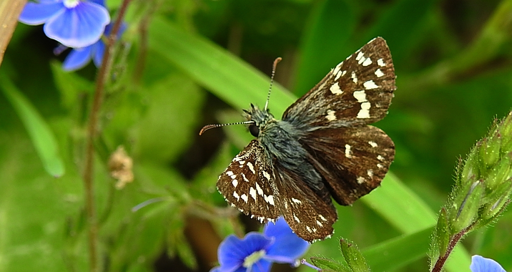 Powszelatek malwowiec (Pyrgus malvae)