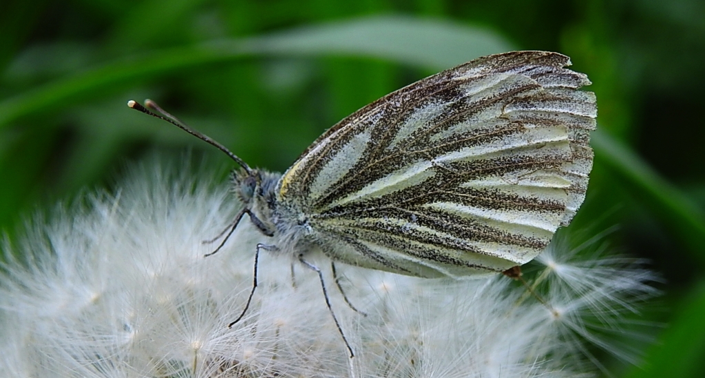 Bielinek bytomkowiec (Pieris napi)