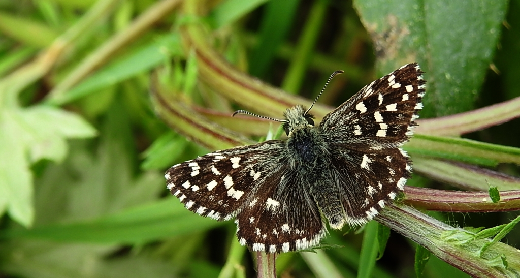 Powszelatek malwowiec (Pyrgus malvae)