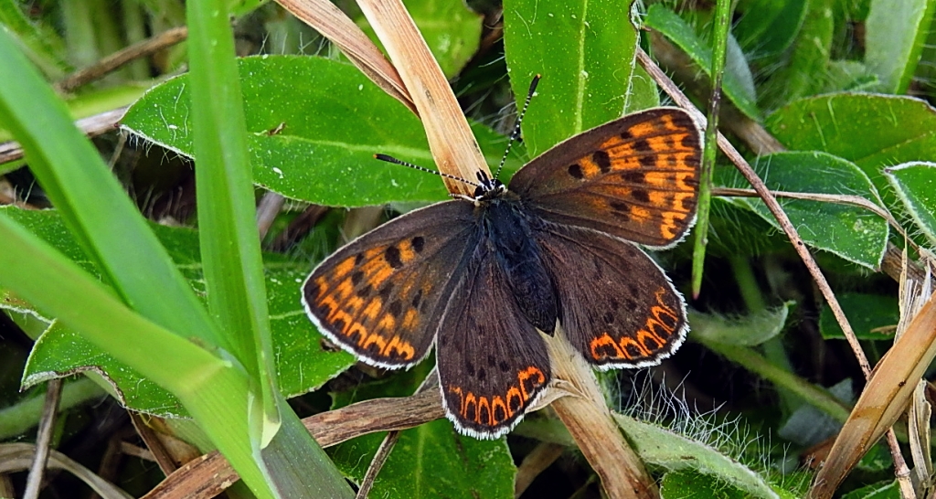 Czerwończyk uroczek (Lycaena tityrus)