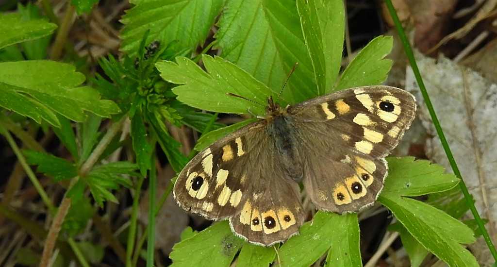 Osadnik egeria (Pararge aegeria)