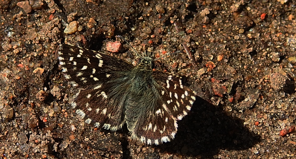 Powszelatek malwowiec (Pyrgus malvae)