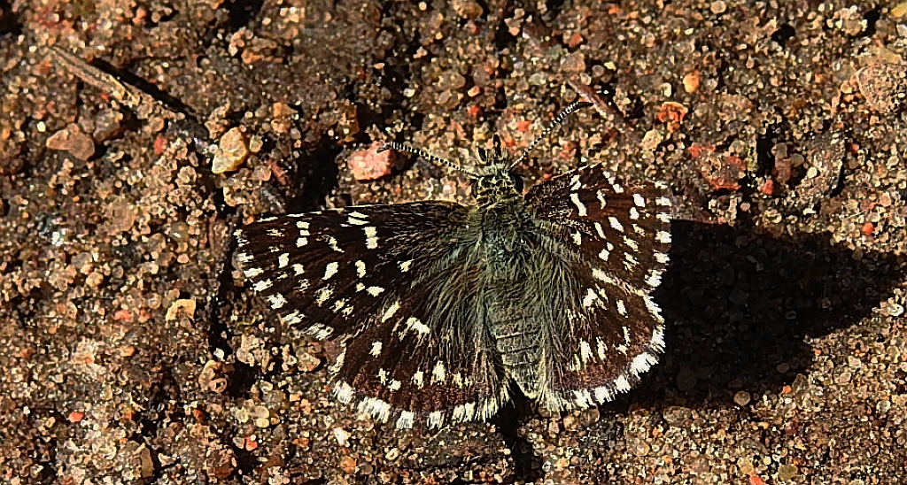 Powszelatek malwowiec (Pyrgus malvae)