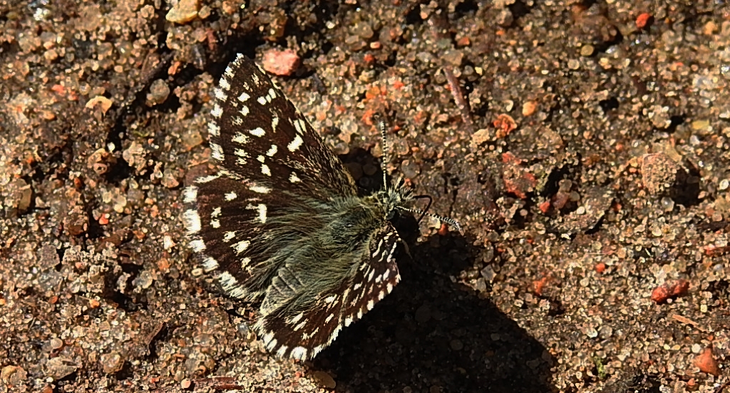 Pyrgus malvae