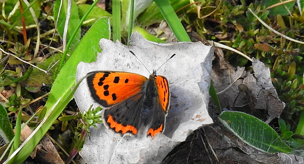 Czerwończyk żarek (Lycaena phlaeas syn. Lycaena phlaeoides)