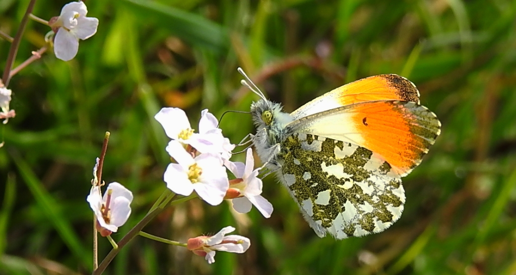 Zorzynek rzeżuchowiec (Anthocharis cardamines)