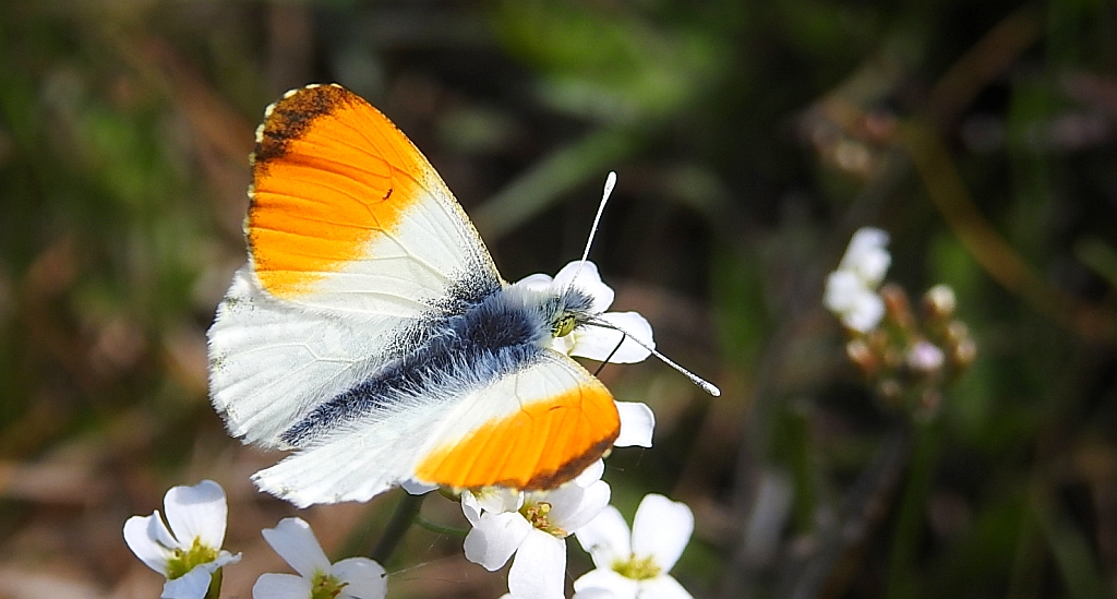 Zorzynek rzeżuchowiec (Anthocharis cardamines)