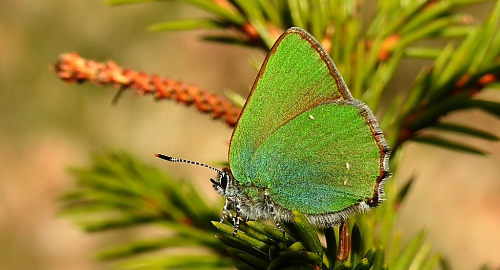 Zieleńczyk ostrężyniec (Callophrys rubi)