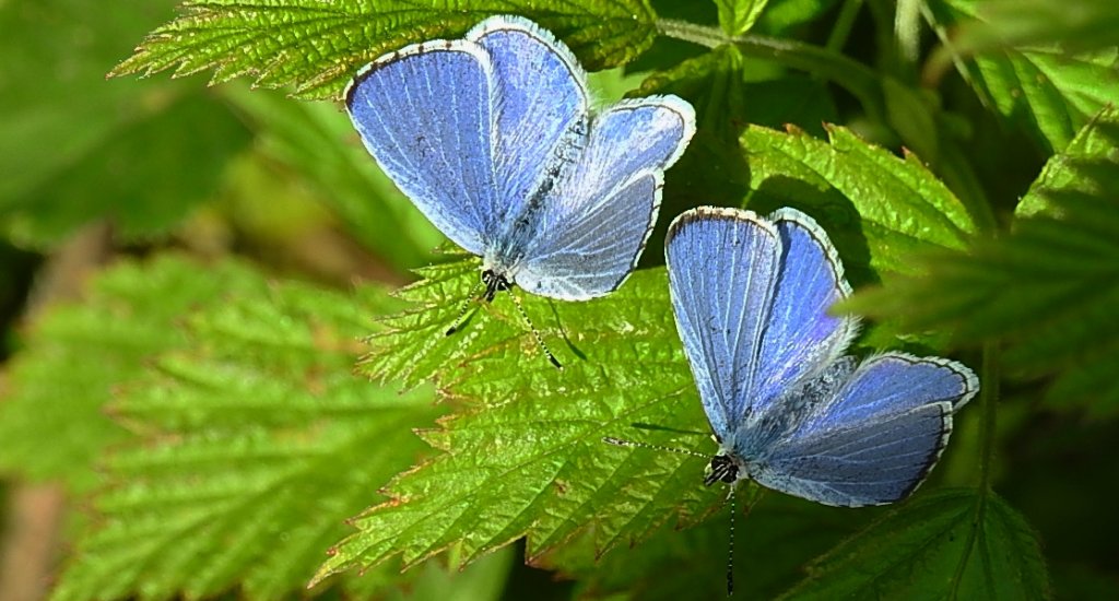 Modraszek wieszczek (Celastrina argiolus)