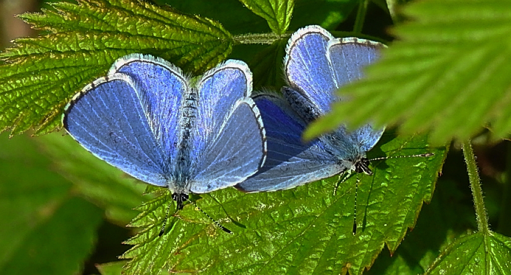 Modraszek wieszczek (Celastrina argiolus)