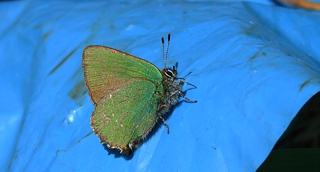 Zieleńczyk ostrężyniec (Callophrys rubi)