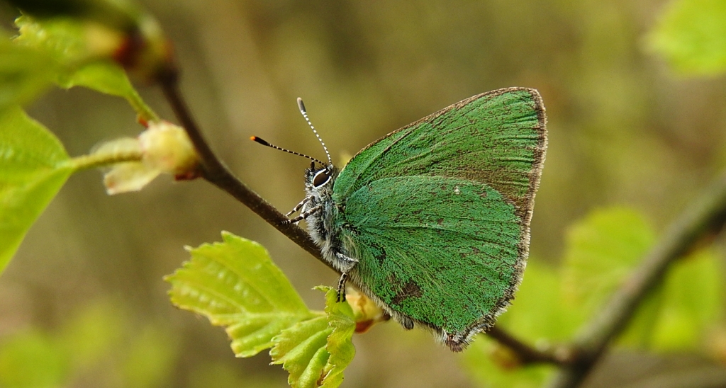 Zieleńczyk ostrężyniec (Callophrys rubi)