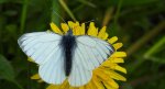 Bielinek bytomkowiec (Pieris napi)