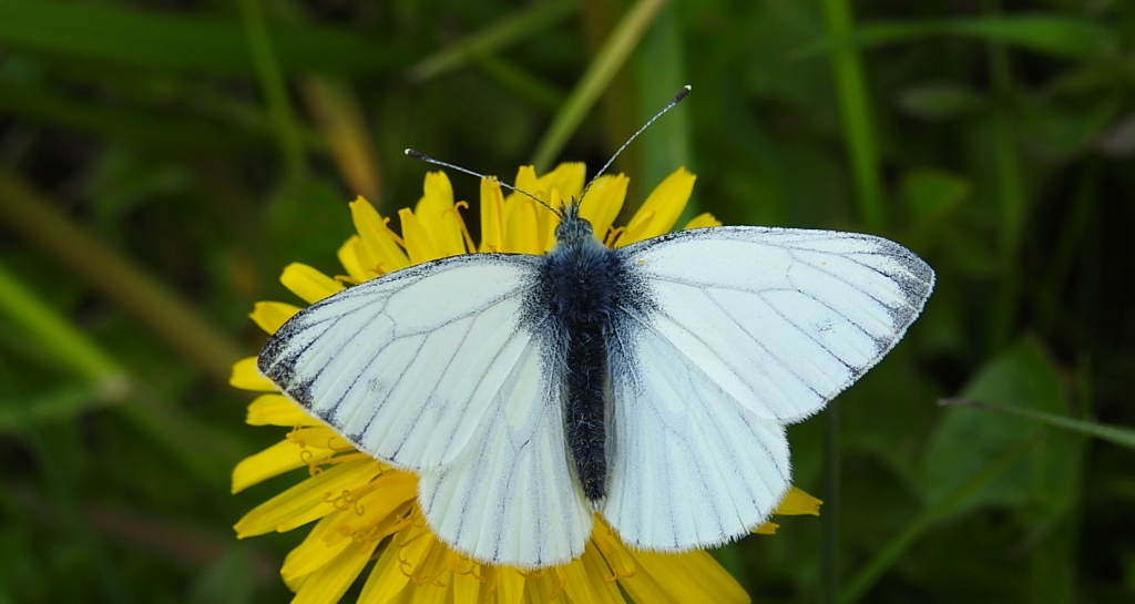 Bielinek bytomkowiec (Pieris napi)