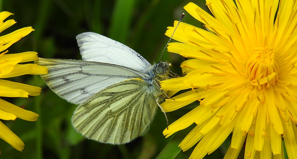 Bielinek bytomkowiec (Pieris napi)
