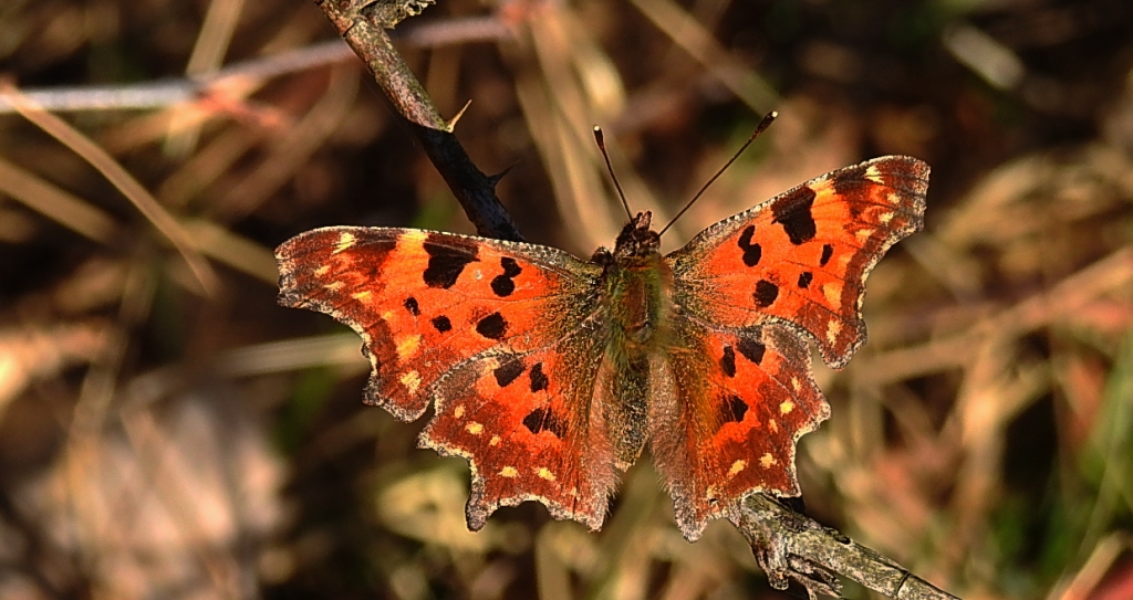Rusałka ceik (Polygonia c-album L.)