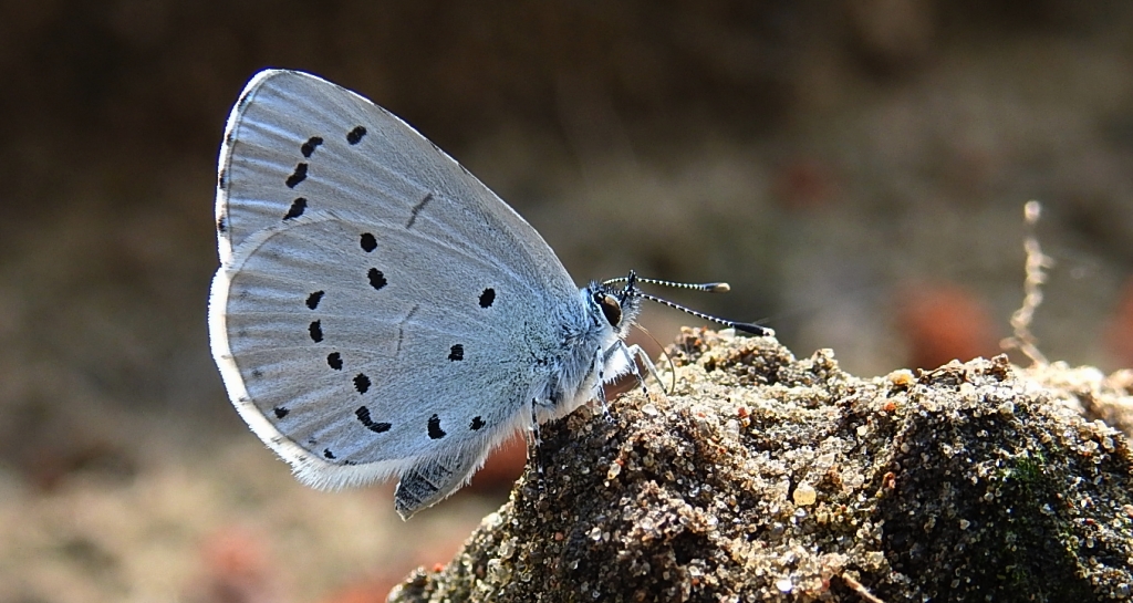 Modraszek wieszczek (Celastrina argiolus)