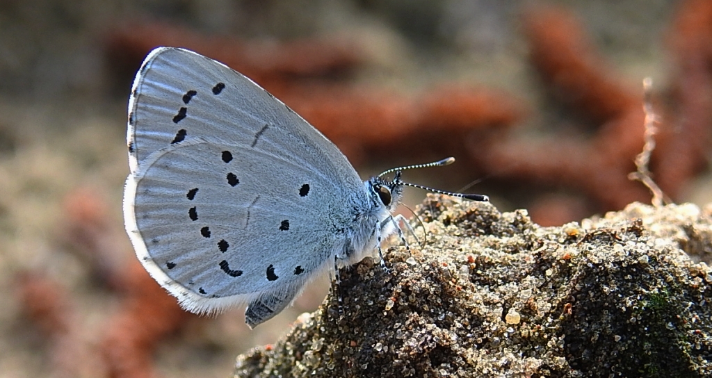 Modraszek wieszczek (Celastrina argiolus)