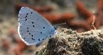 Modraszek wieszczek (Celastrina argiolus)