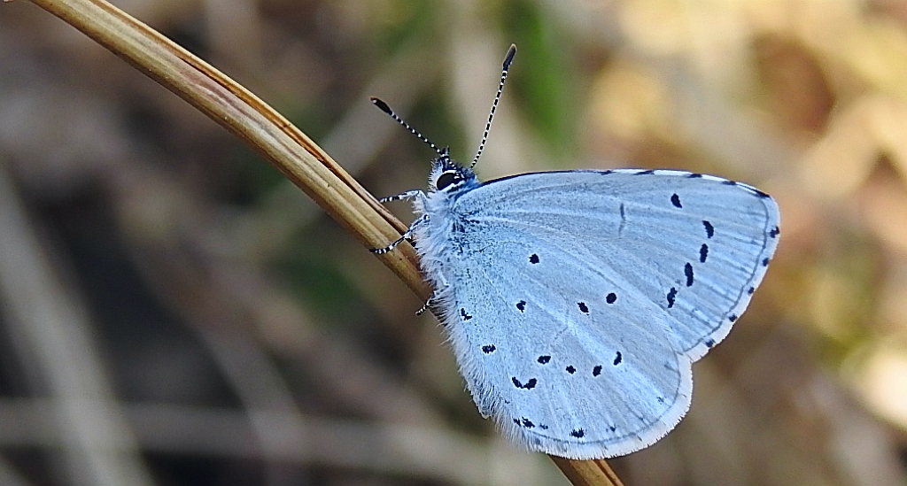 Modraszek wieszczek (Celastrina argiolus)