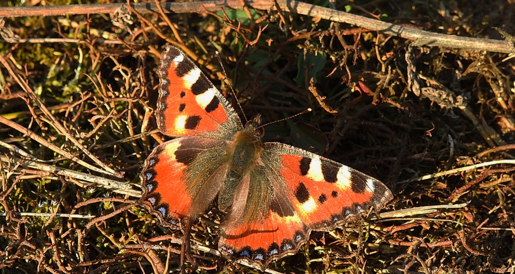 Rusałka pokrzywnik (Aglais urticea)
